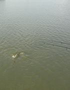 Moara Vlasiei 2 9 - 9 iun.